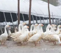 开云-包含溳#W燚J6pB鬭鈪